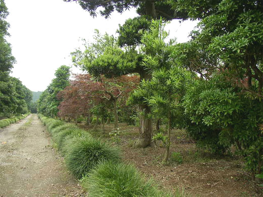植木の生産2
