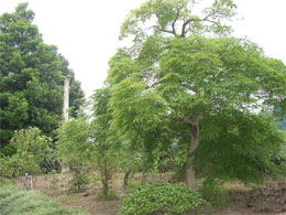 植木の生産3