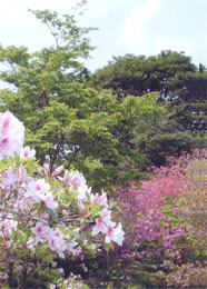 植木の生産7