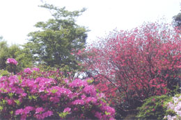 植木の生産8