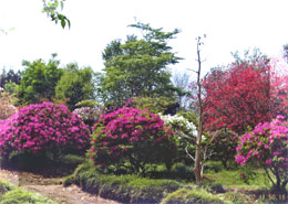 植木の生産風景